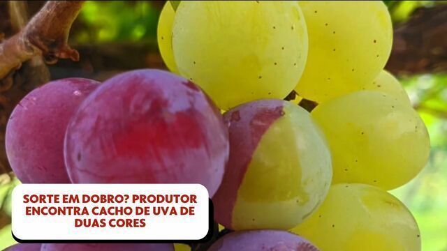 A Importância da Cipó-Uva para Abelhas e a Produção de Mel