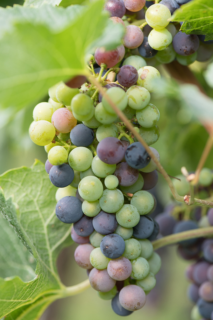 Guia Completo: Como Cultivar Cipó-Uva em Casa