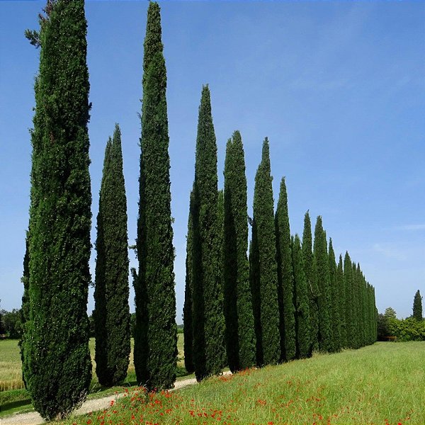 cipreste italiano vela