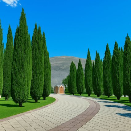 cupressus sempervirens