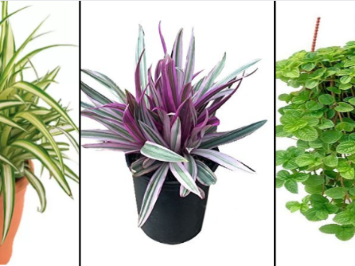 clorofito roxo planta