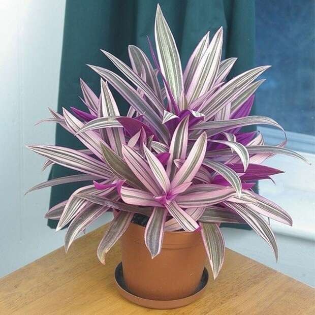 lambari roxo cuidados