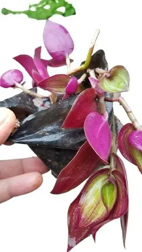 tradescantia zebrina