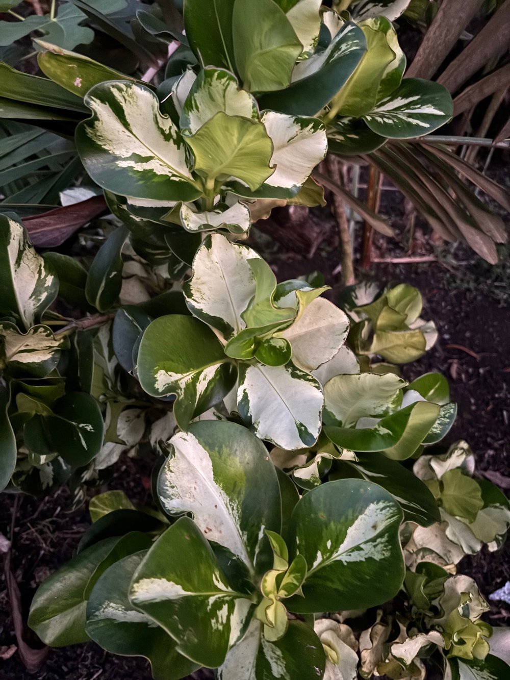 10 ideias de decoração com clusia variegata para inspirar seu jardim