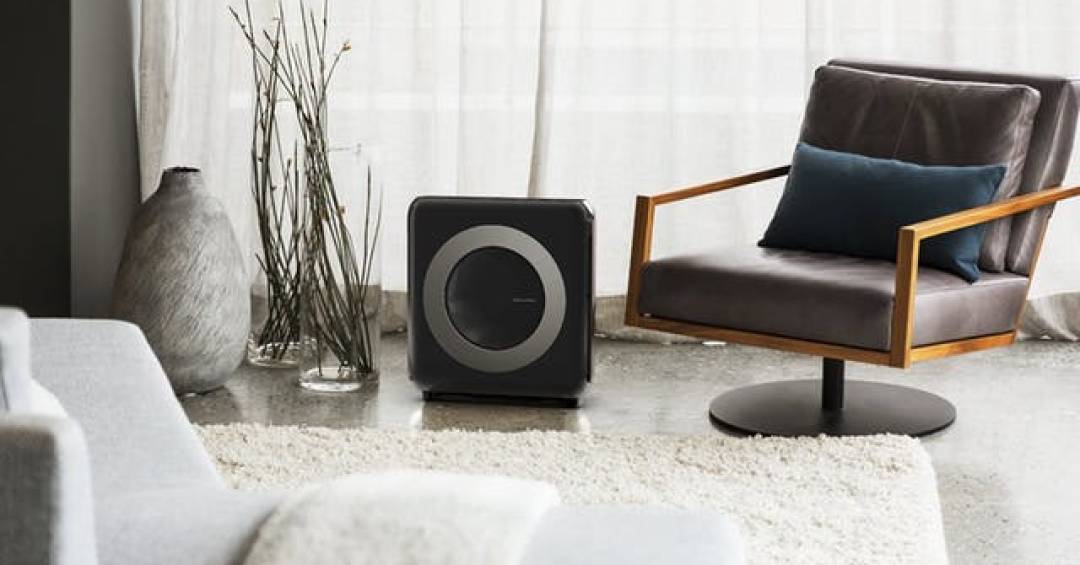 As 10 Melhores Plantas Purificadoras de Ar e Onde Colocá-las