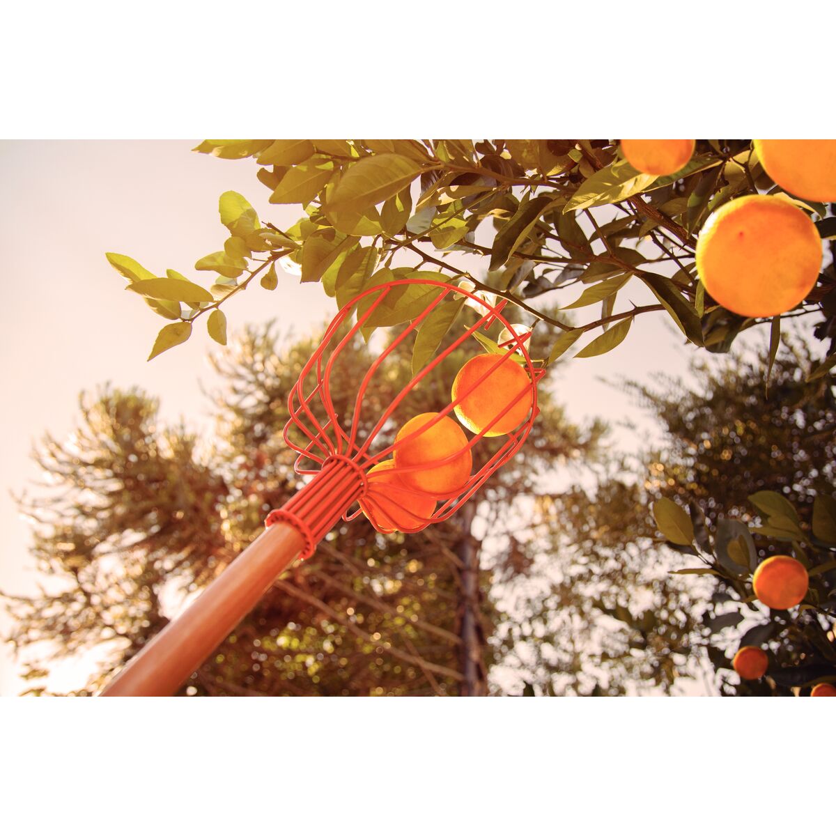 erros comuns ao usar colhedor de frutas em árvores altas