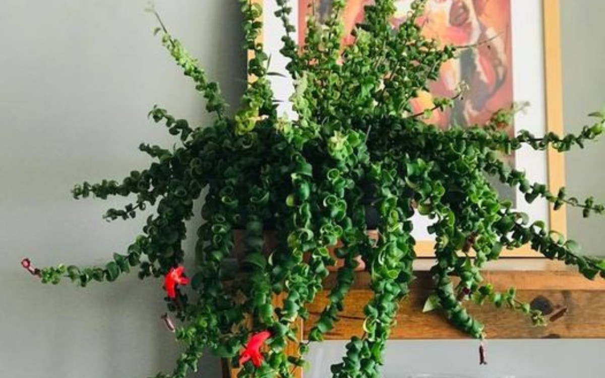 tipos de columeia para coleção