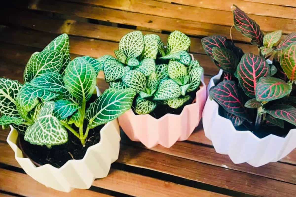 como cuidar de fitonia