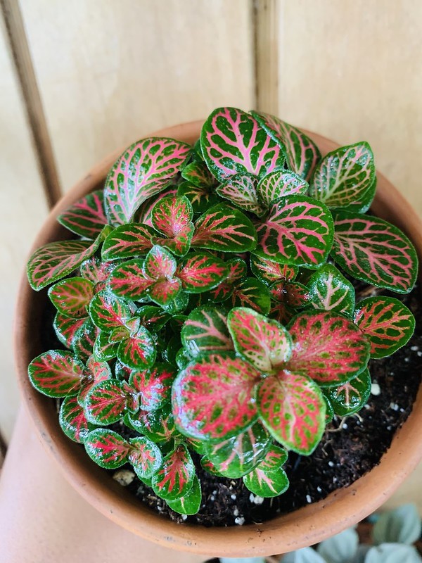 tipos de fitônia mais bonitas para sua casa