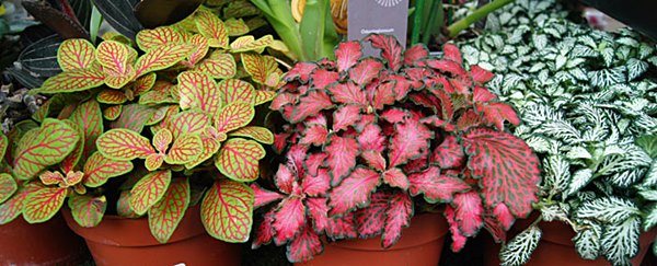 fitônia murchando como recuperar