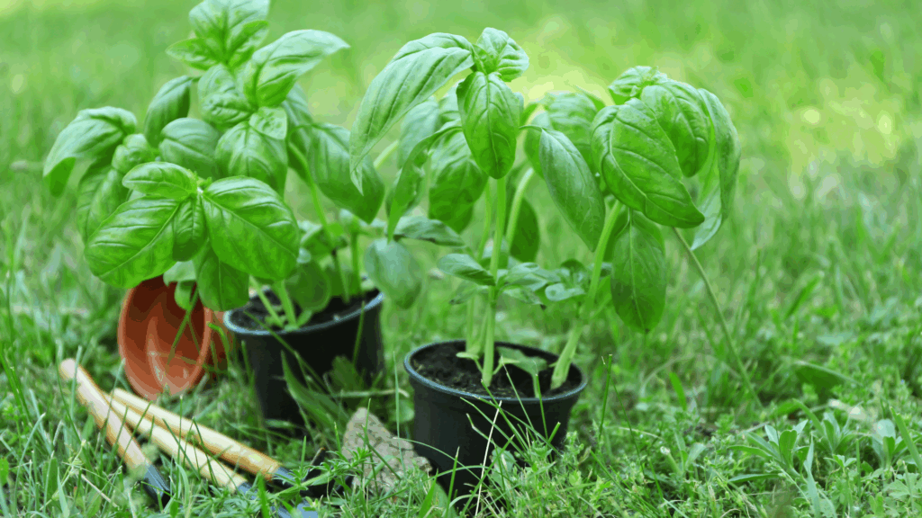 como cuidar de manjericão