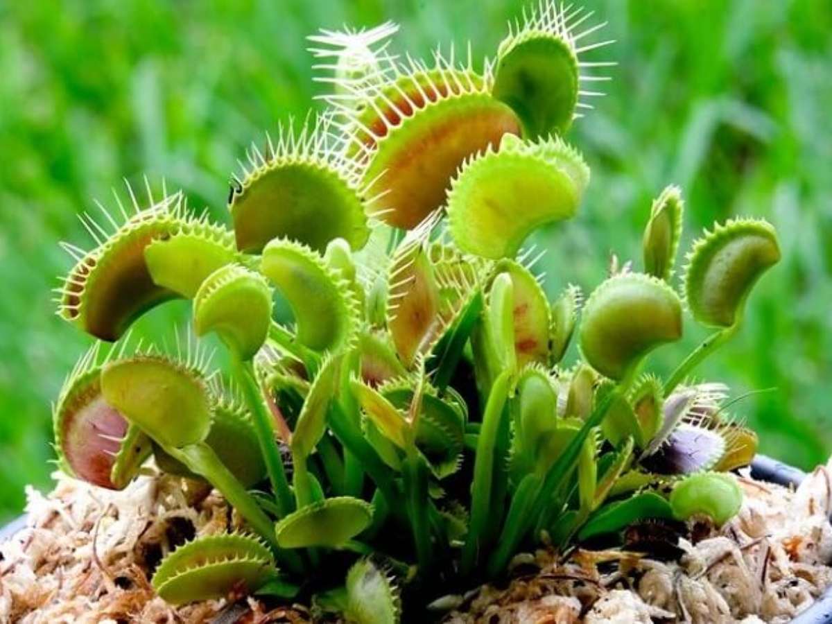 como cuidar de plantas carnivoras