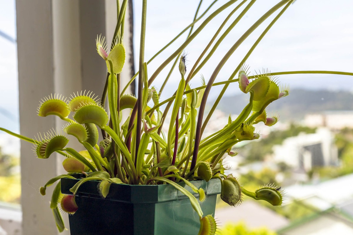 Guia Completo: Como Cuidar de Plantas Carnívoras em Casa