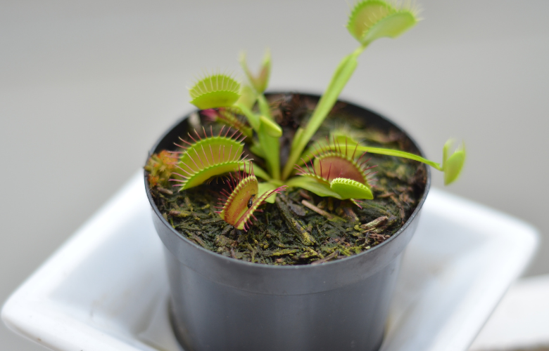 Plantas Carnívoras: Entenda o Substrato Ideal para o Sucesso