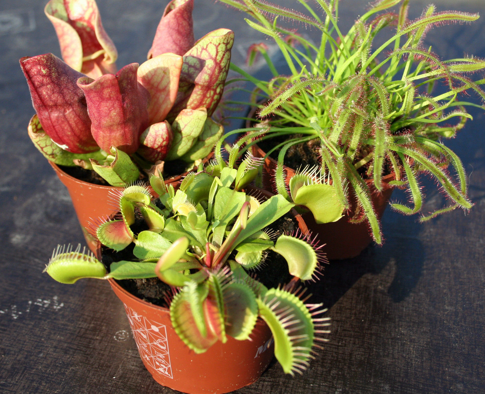 Luz e Água: Os Segredos para Plantas Carnívoras Saudáveis