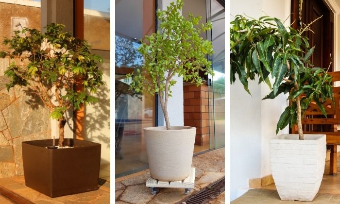 como cultivar cherimoia em vaso