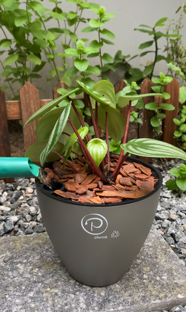 Guia completo: Como escolher o vaso ideal para sua cherimoia