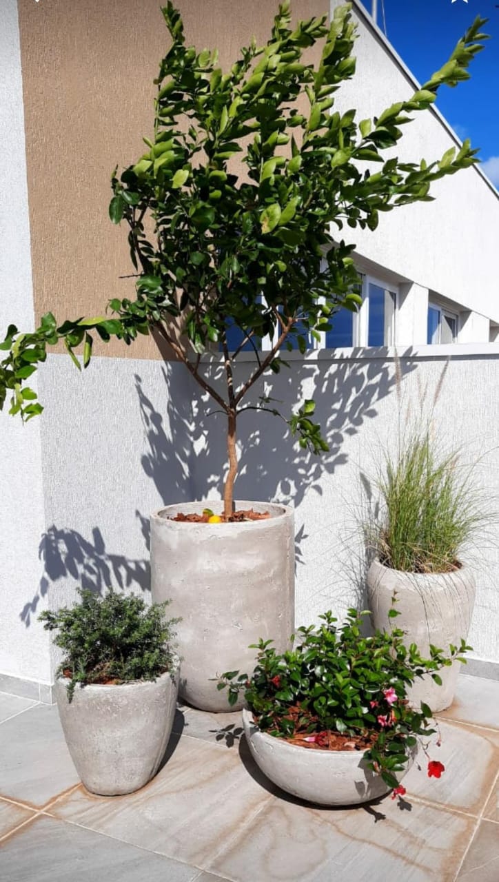 Muda de cherimoia enxertada vs. semente: Qual a melhor opção para seu cultivo?