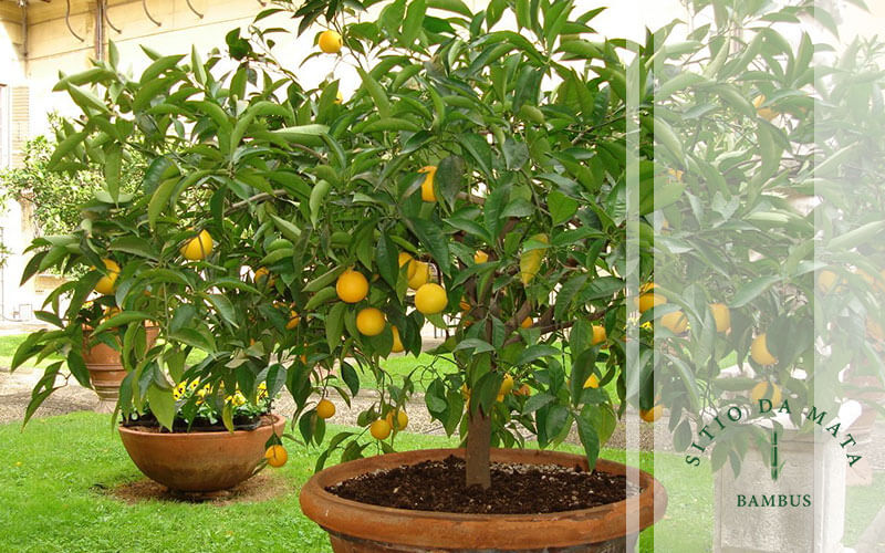 Os segredos da adubação e rega para cherimoia em vaso