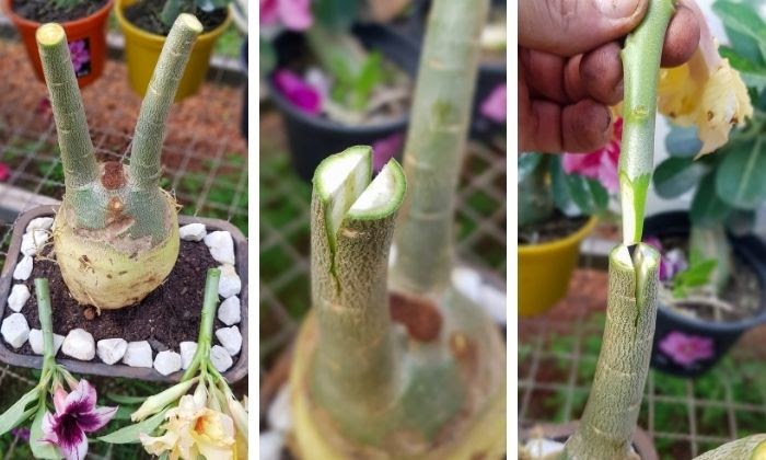 como fazer enxerto de rosa do deserto