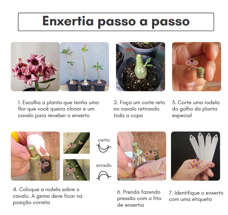 rosas do deserto com várias cores no mesmo vaso