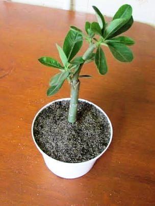 erros comuns ao fazer enxerto de rosa do deserto