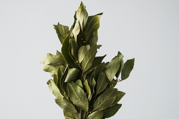 melhores épocas para fazer muda de louro