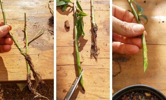 erros comuns ao fazer muda de louro