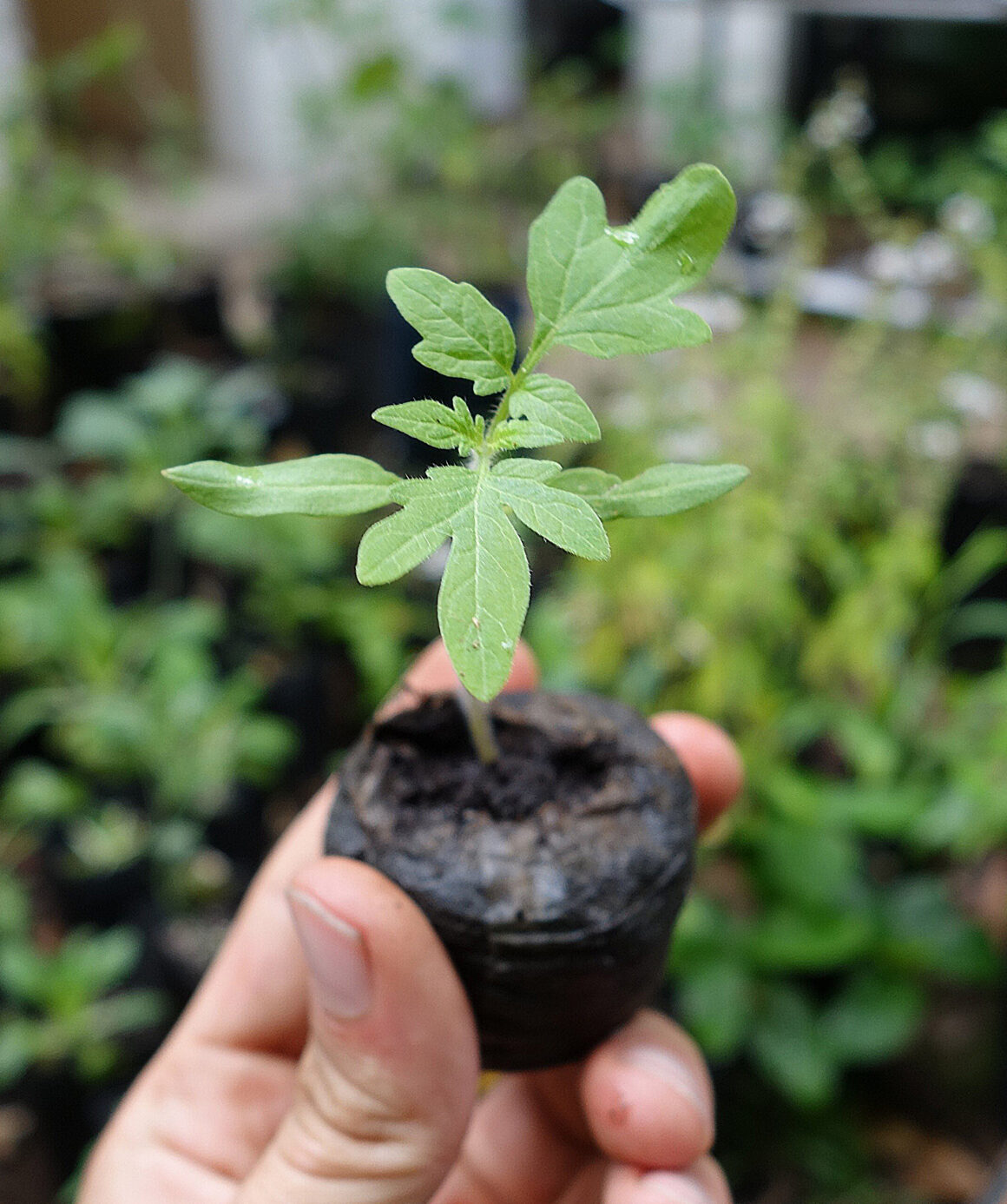 como fazer mudas de plantas