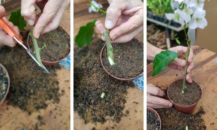 melhores plantas para fazer mudas por estaquia