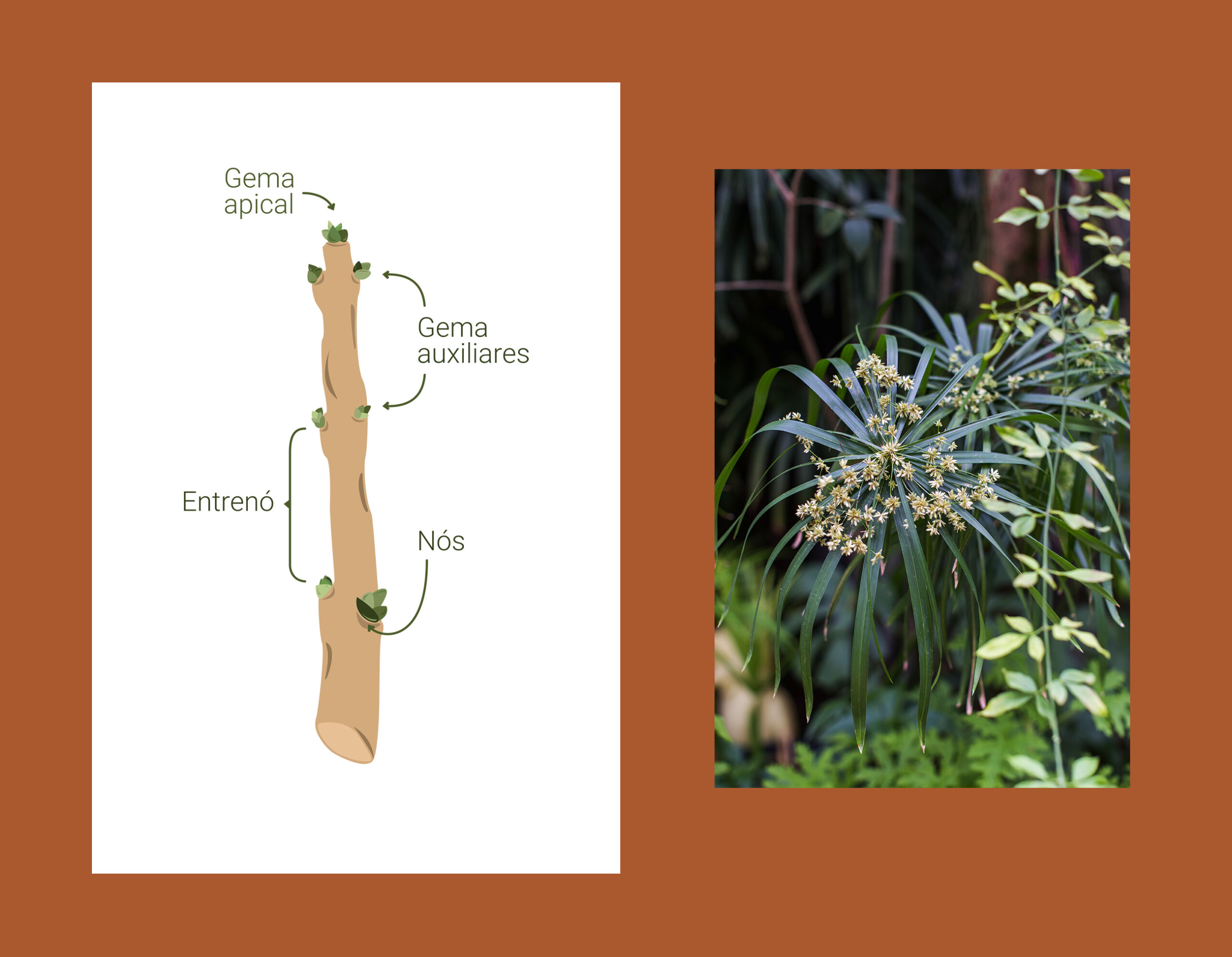 erros comuns ao fazer mudas de plantas