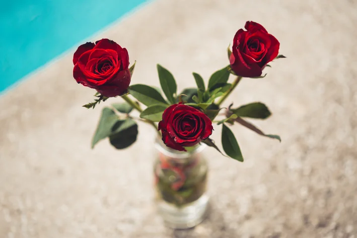 como fazer mudas de rosas