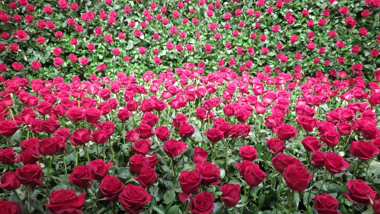 estaquia vs. enxertia de rosas qual a melhor