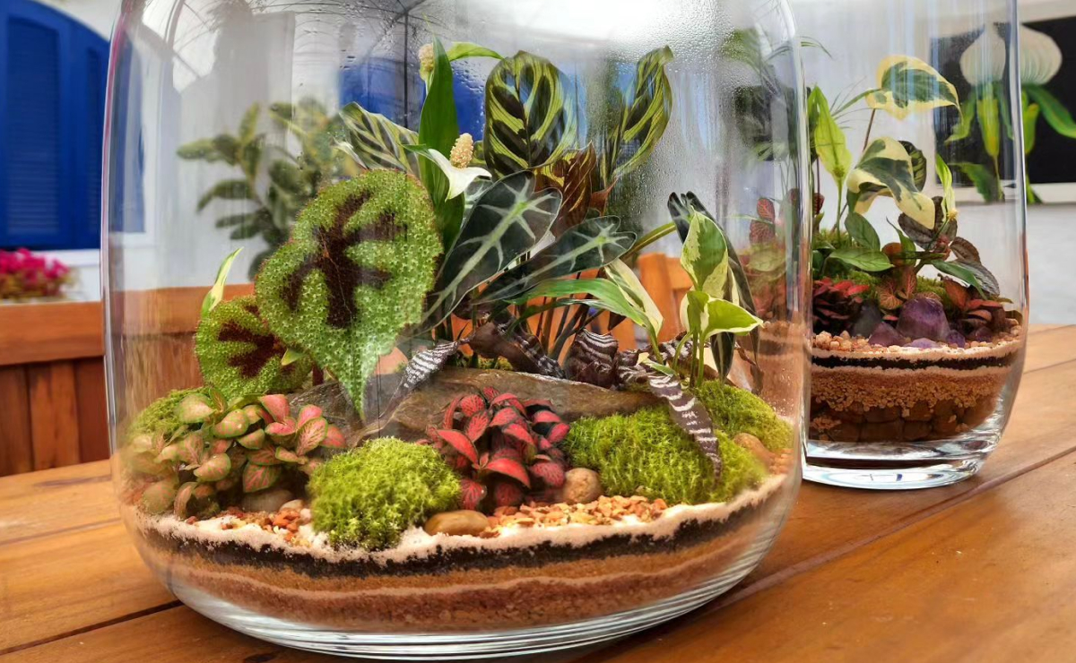 erros comuns ao fazer terrario de suculentas e como evitar