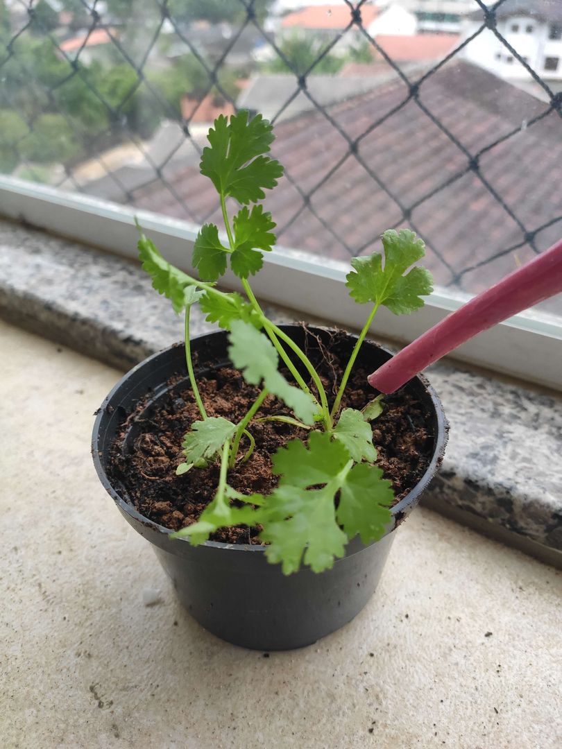 Melhores tipos de vasos para coentro e outras ervas