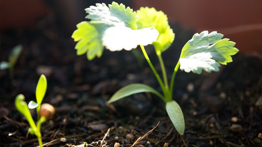 Como preparar o solo ideal para hortaliças em casa