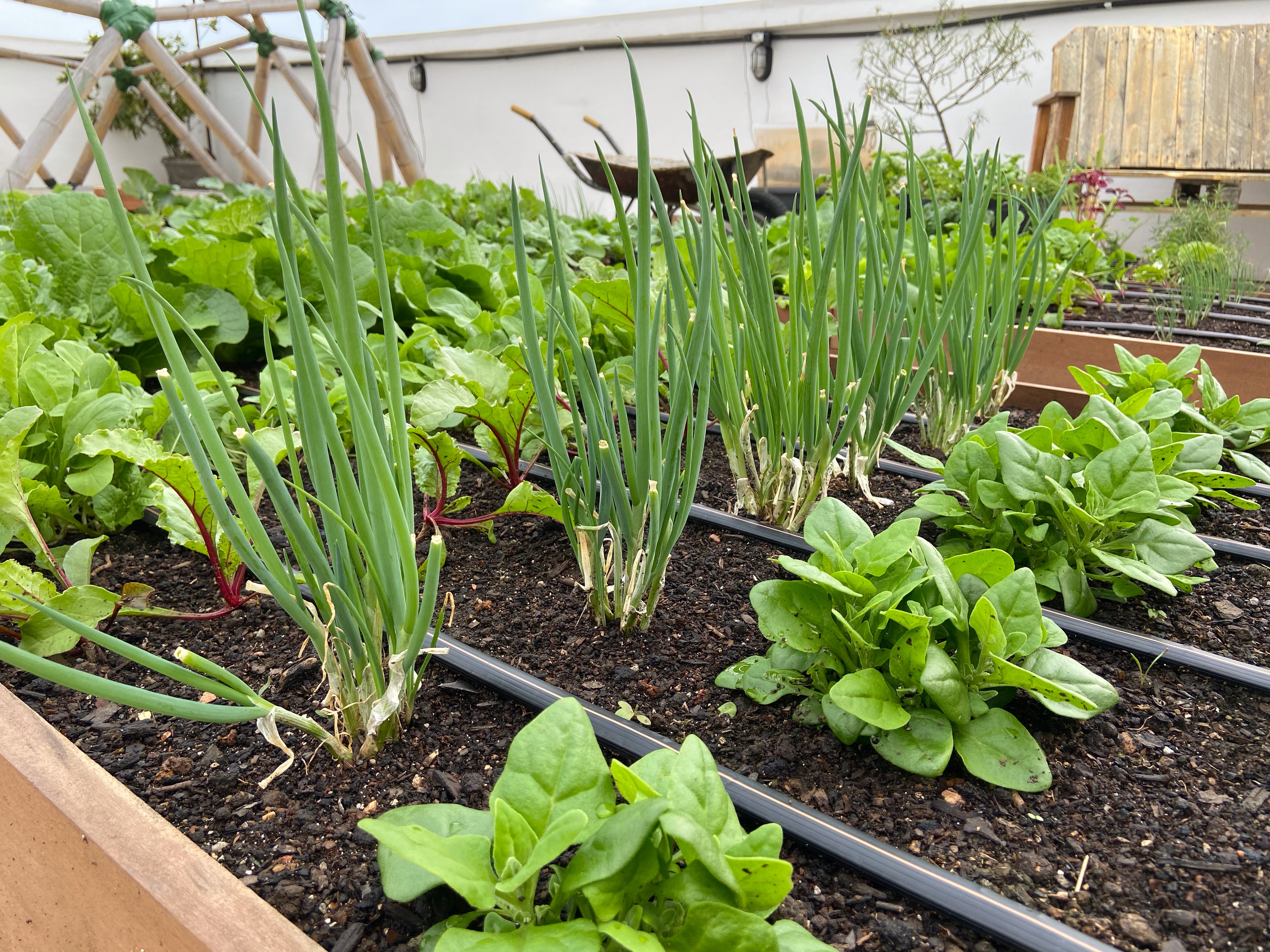 Guia completo de rega para plantas em vasos