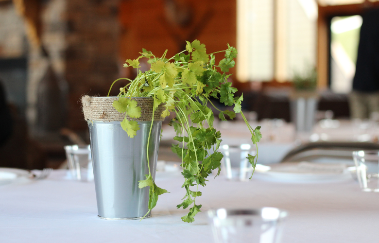 Pragas comuns do coentro e como combatê-las organicamente