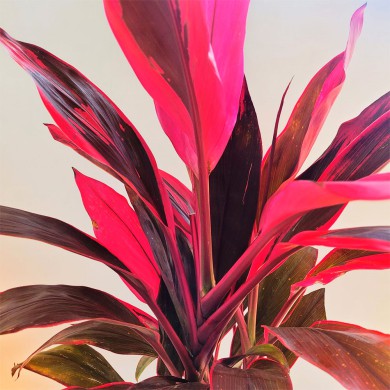 como cultivar coqueiro de vênus