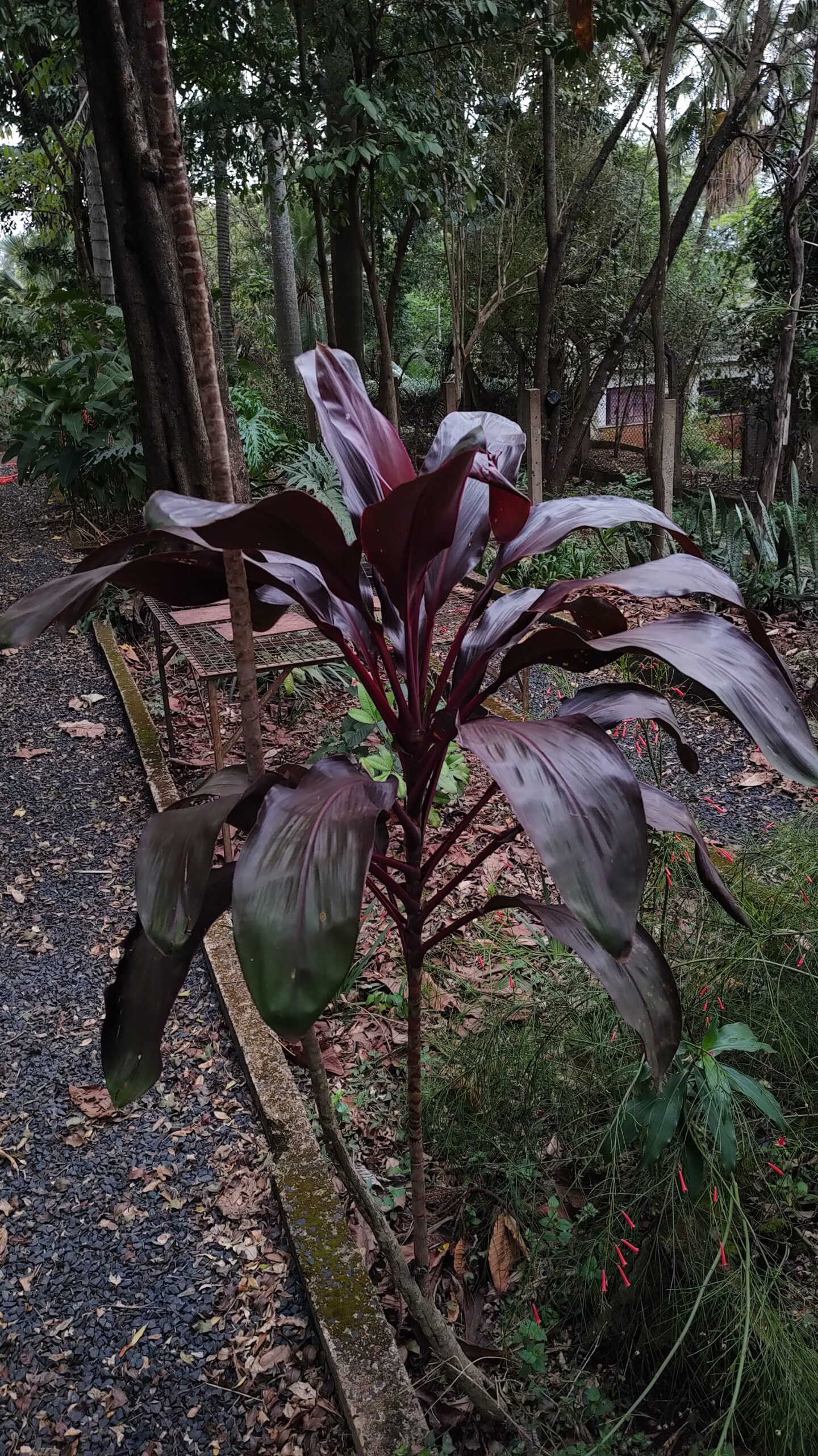 cordyline fruticosa cuidados