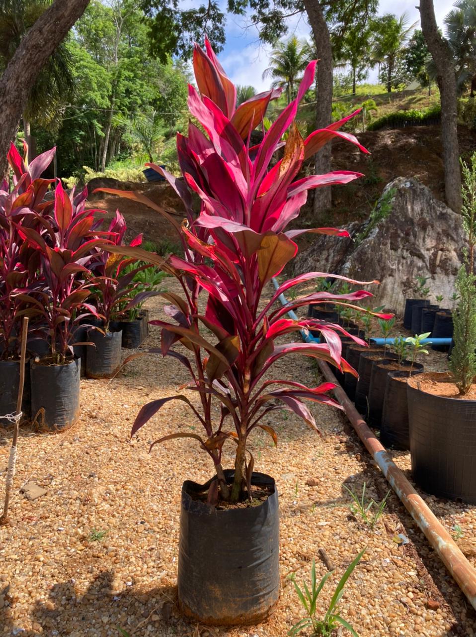 dracena cordiline poda