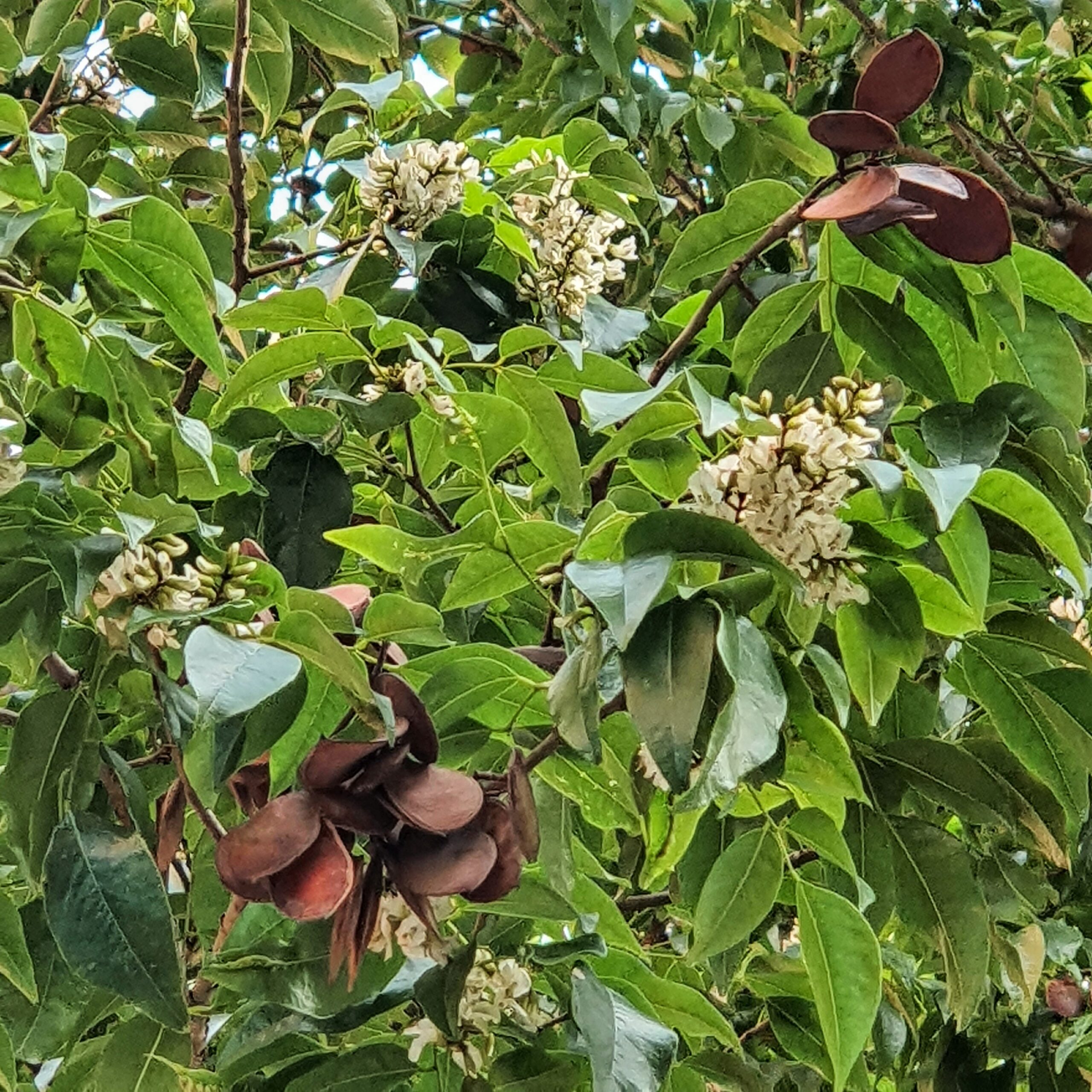 coração negro planta