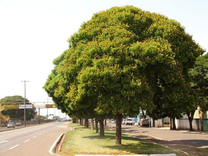 coração negro madeira
