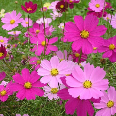 Cosmos bipinnatus Sensation Mix