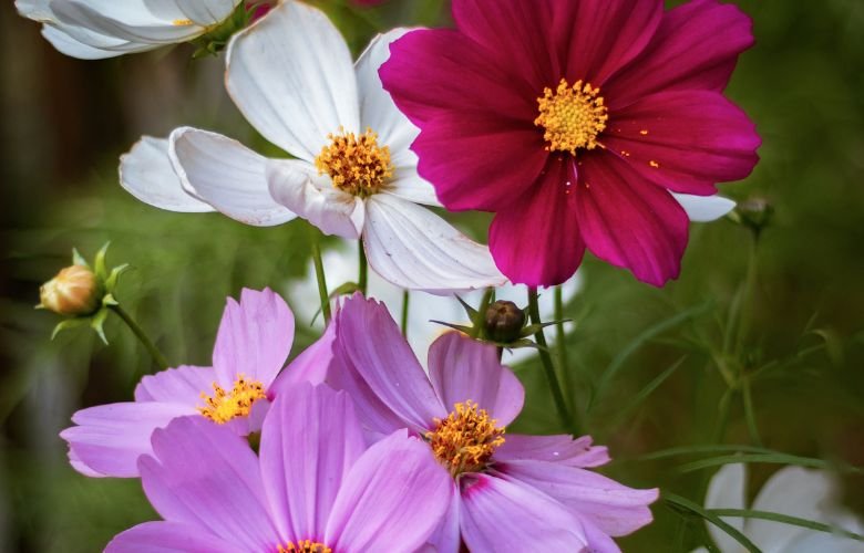 Cosmos bipinnatus Picotee