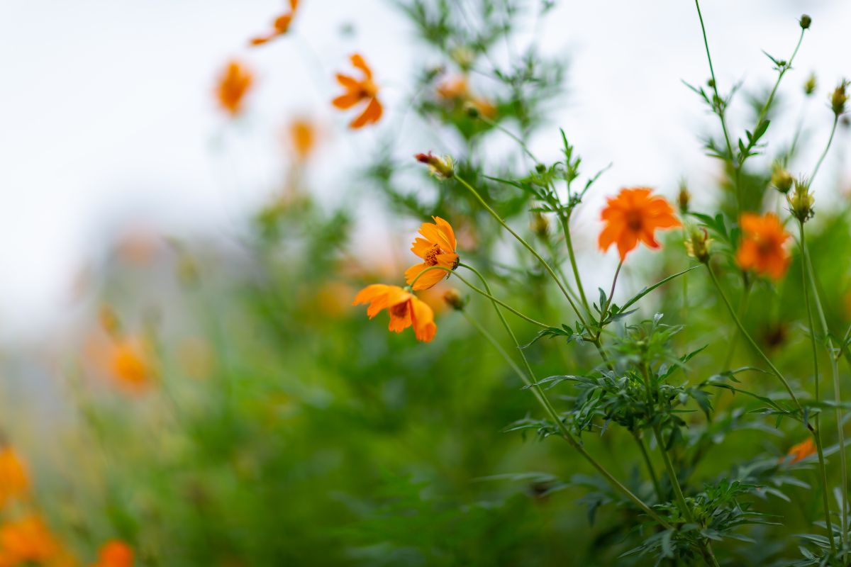 Cosmos sulphureus