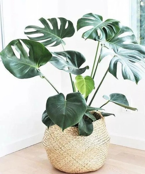 erros comuns ao cuidar de costela de adão