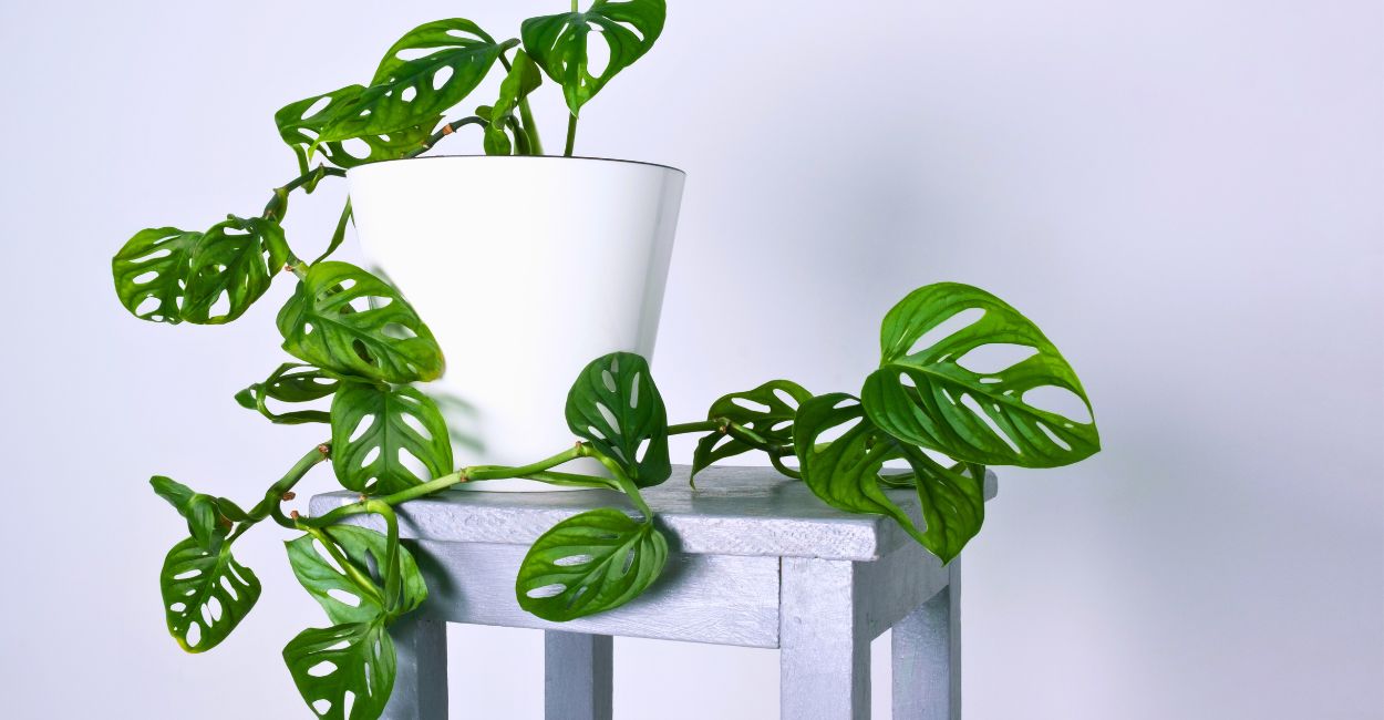 costela de eva fotos inspiração