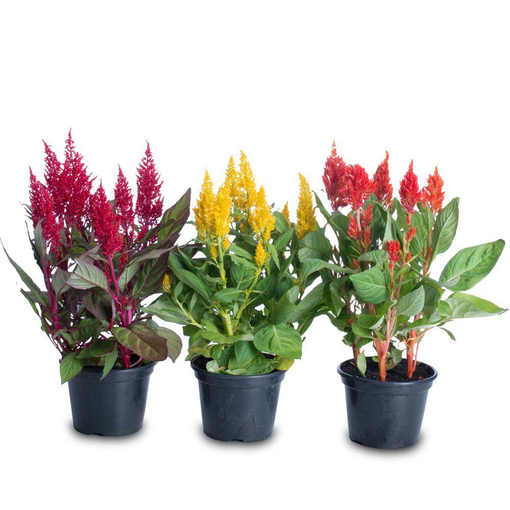 Celosia cristata