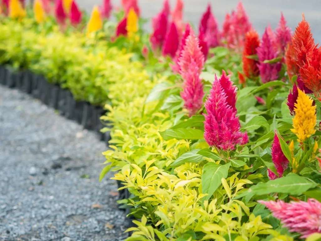 Celosia argentea var. cristata